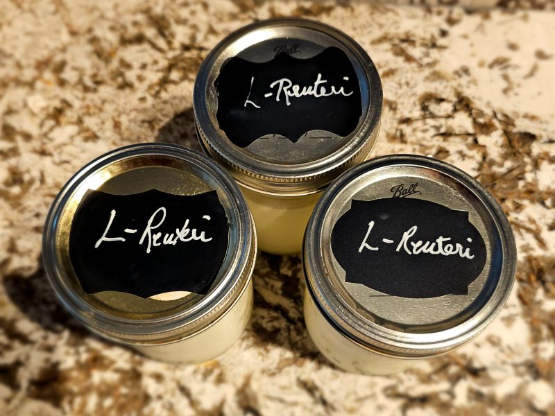 L-Reuteri Fermented Dairy "Yogurt"
